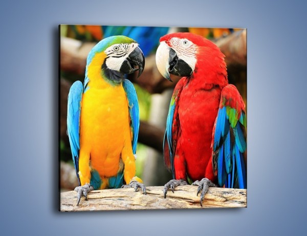 Obraz na płótnie – Ploty papuzie – jednoczęściowy kwadratowy Z276
