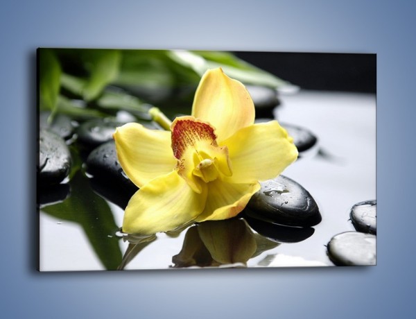 Obraz na płótnie – Żółty kwiat na mokrych kamieniach – jednoczęściowy prostokątny poziomy K155