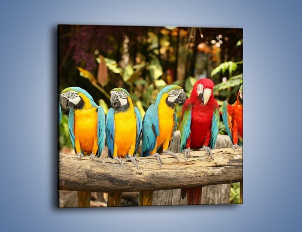 Obraz na płótnie – Sześć papug czeka na siódmego – jednoczęściowy kwadratowy Z279