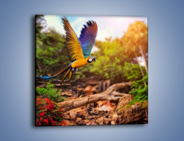 Obraz na płótnie – Kolorowa papuga w locie – jednoczęściowy kwadratowy Z280