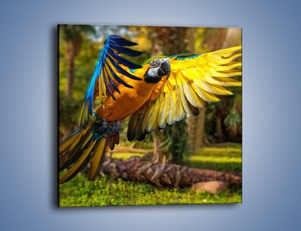 Obraz na płótnie – Rozłożone barwne skrzydła papugi – jednoczęściowy kwadratowy Z281