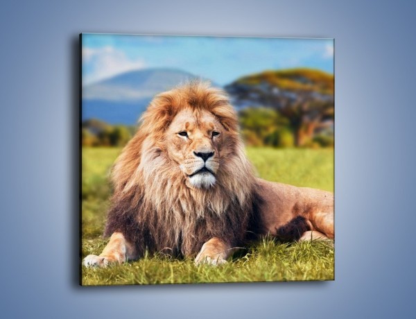 Obraz na płótnie – Dostojny lew na sawannie – jednoczęściowy kwadratowy Z282