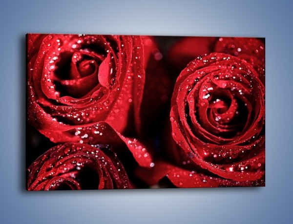 Obraz na płótnie – Róża czerwona jak wino – jednoczęściowy prostokątny poziomy K170