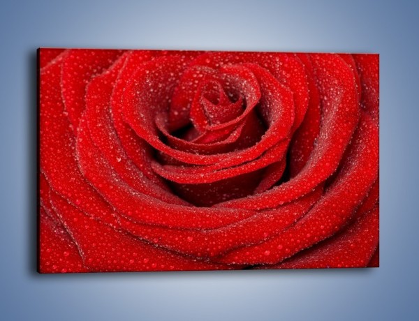 Obraz na płótnie – Czerwona moc w róży – jednoczęściowy prostokątny poziomy K171