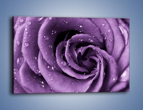 Obraz na płótnie – Głęboki fiolet zachowany w róży – jednoczęściowy prostokątny poziomy K177