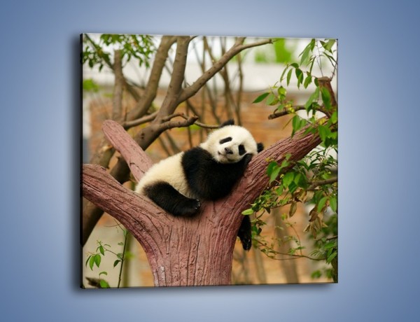Obraz na płótnie – Sen pandy na drzewie – jednoczęściowy kwadratowy Z286