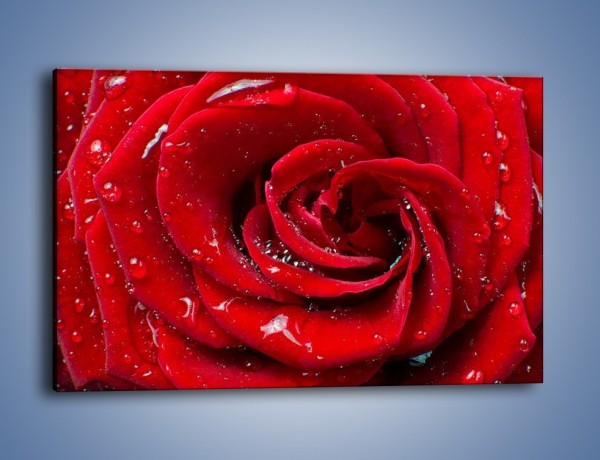 Obraz na płótnie – Kwiat pełen miłości – jednoczęściowy prostokątny poziomy K179