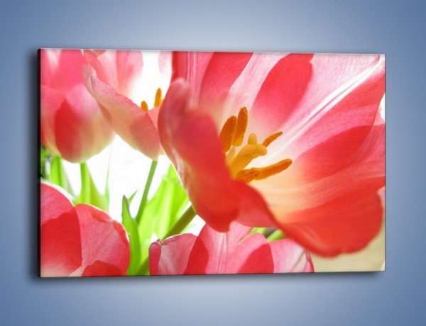Obraz na płótnie – Rozwinięty tulipan w słońcu – jednoczęściowy prostokątny poziomy K188