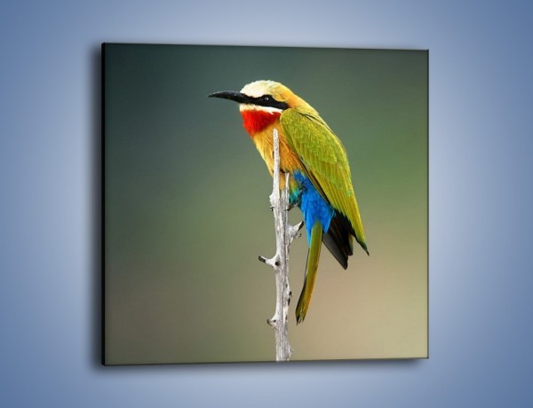 Obraz na płótnie – Kolorowy ptaszek na gałęzi – jednoczęściowy kwadratowy Z293