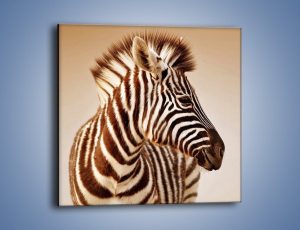 Obraz na płótnie – Zebra w irokezie – jednoczęściowy kwadratowy Z296