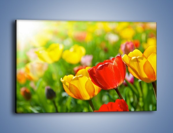 Obraz na płótnie – Wiosenne piękno w tulipanach – jednoczęściowy prostokątny poziomy K213
