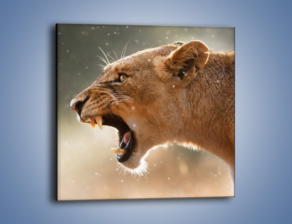 Obraz na płótnie – Ostrzeżenie lwiej samicy – jednoczęściowy kwadratowy Z299
