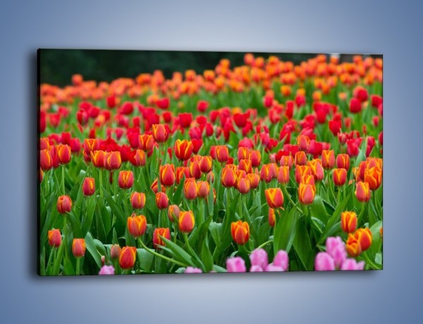 Obraz na płótnie – Tulipanowa rozkosz dla oka – jednoczęściowy prostokątny poziomy K216