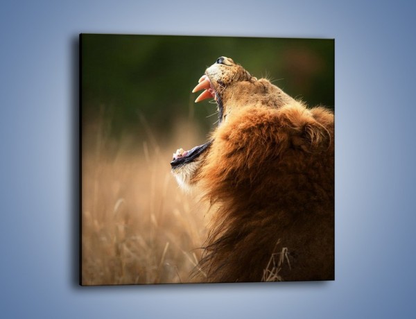 Obraz na płótnie – Lew królem zwierząt – jednoczęściowy kwadratowy Z300