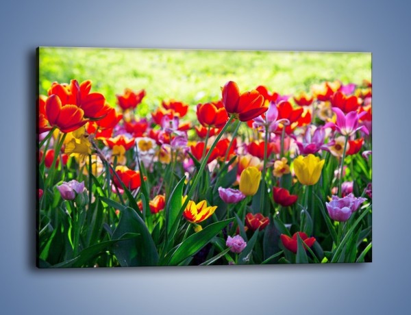 Obraz na płótnie – Odpoczynek wśród tulipanów – jednoczęściowy prostokątny poziomy K218