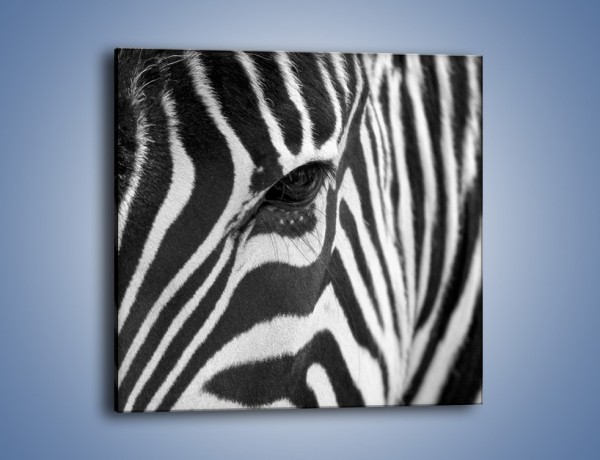 Obraz na płótnie – Zebra z bliska – jednoczęściowy kwadratowy Z301