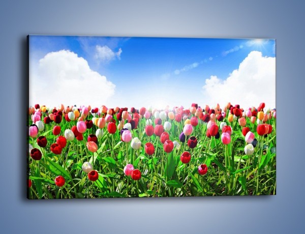 Obraz na płótnie – Droga do nieba z tulipanami – jednoczęściowy prostokątny poziomy K219
