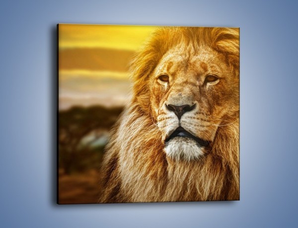 Obraz na płótnie – Dojrzały wiek lwa – jednoczęściowy kwadratowy Z303