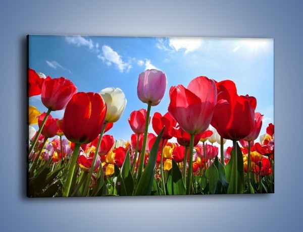 Obraz na płótnie – Kolorowy zawrót głowy z tulipanami – jednoczęściowy prostokątny poziomy K221