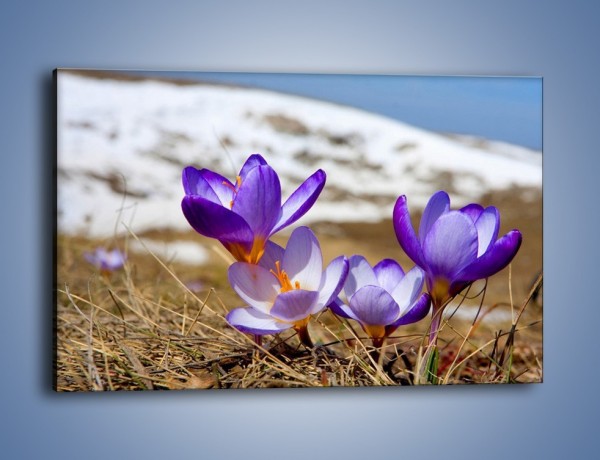 Obraz na płótnie – Zapowiedź wiosny w przebiśniegu – jednoczęściowy prostokątny poziomy K225