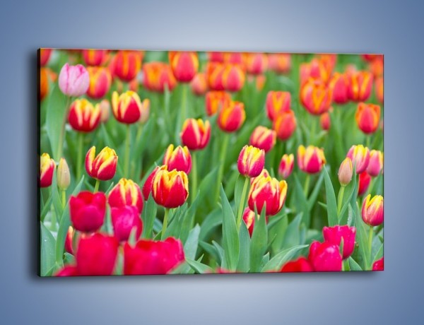Obraz na płótnie – Spacer wśród czerwonych tulipanów – jednoczęściowy prostokątny poziomy K231