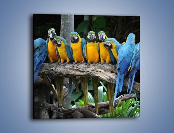 Obraz na płótnie – Narada papuziej rodziny – jednoczęściowy kwadratowy Z307