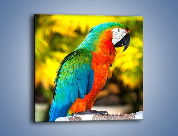Obraz na płótnie – Tęczowe kolory na papudze – jednoczęściowy kwadratowy Z312