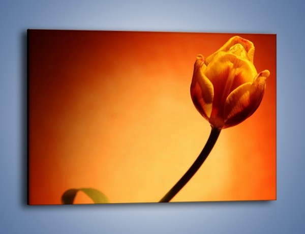 Obraz na płótnie – Zamyślony tulipan – jednoczęściowy prostokątny poziomy K256