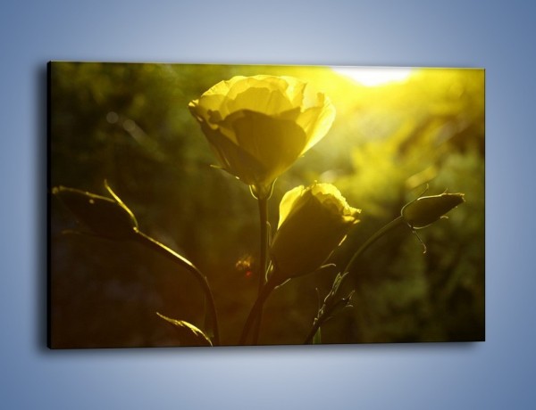 Obraz na płótnie – Dzika róża w oddali – jednoczęściowy prostokątny poziomy K258