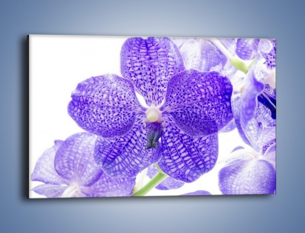 Obraz na płótnie – Jasny fiolet rządzi w kwiatach – jednoczęściowy prostokątny poziomy K259
