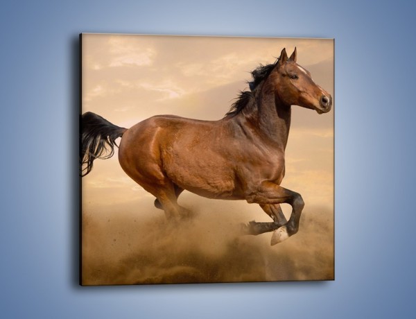 Obraz na płótnie – Koń który nie chce się zatrzymać – jednoczęściowy kwadratowy Z314