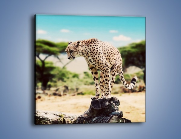 Obraz na płótnie – Cała zwinność geparda – jednoczęściowy kwadratowy Z315