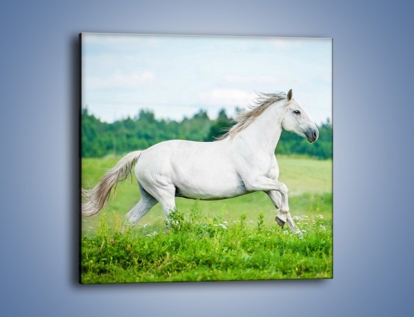 Obraz na płótnie – Biały koń i leśna polana – jednoczęściowy kwadratowy Z317
