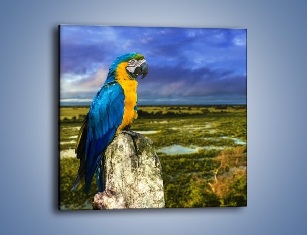 Obraz na płótnie – Papuga w kolorze wzburzonego nieba – jednoczęściowy kwadratowy Z320