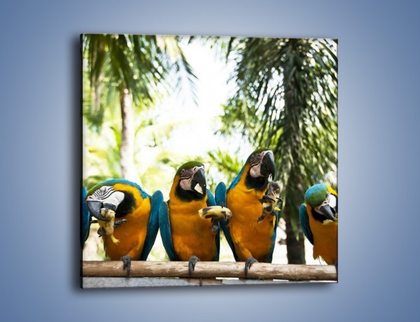 Obraz na płótnie – Piknik z papugami – jednoczęściowy kwadratowy Z322