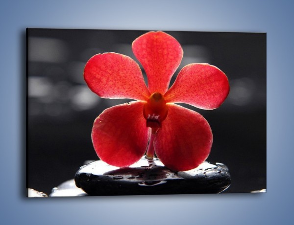 Obraz na płótnie – Kwiat oparty na kamieniu – jednoczęściowy prostokątny poziomy K276