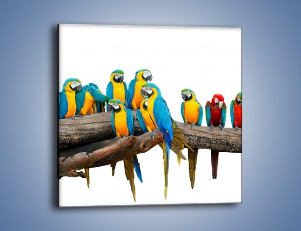 Obraz na płótnie – Kolorowe stado papug – jednoczęściowy kwadratowy Z326
