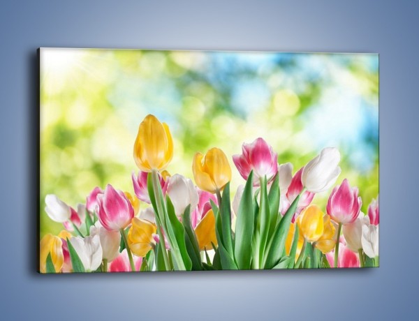 Obraz na płótnie – Tulipany pełne radości – jednoczęściowy prostokątny poziomy K278