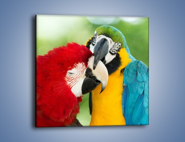 Obraz na płótnie – Miłość między papugami – jednoczęściowy kwadratowy Z333