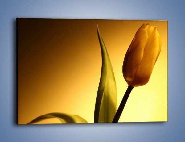 Obraz na płótnie – Tulipan w samotności – jednoczęściowy prostokątny poziomy K286