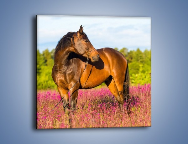 Obraz na płótnie – Koń w lawendowym polu – jednoczęściowy kwadratowy Z340