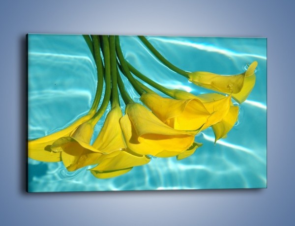 Obraz na płótnie – Zrelaksowane kalie w wodnej kąpieli – jednoczęściowy prostokątny poziomy K310