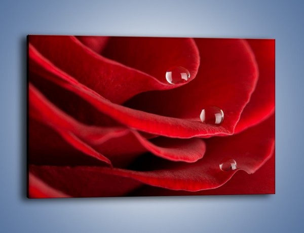 Obraz na płótnie – Krople łzy na róży – jednoczęściowy prostokątny poziomy K312