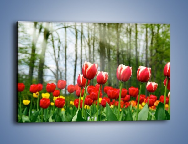 Obraz na płótnie – Leśna polana pełna tulipanów – jednoczęściowy prostokątny poziomy K319