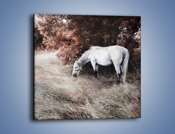 Obraz na płótnie – Wiejski pejzaż z koniem – jednoczęściowy kwadratowy Z344