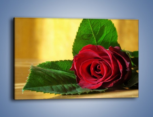 Obraz na płótnie – Róża w domowym zaciszu – jednoczęściowy prostokątny poziomy K339