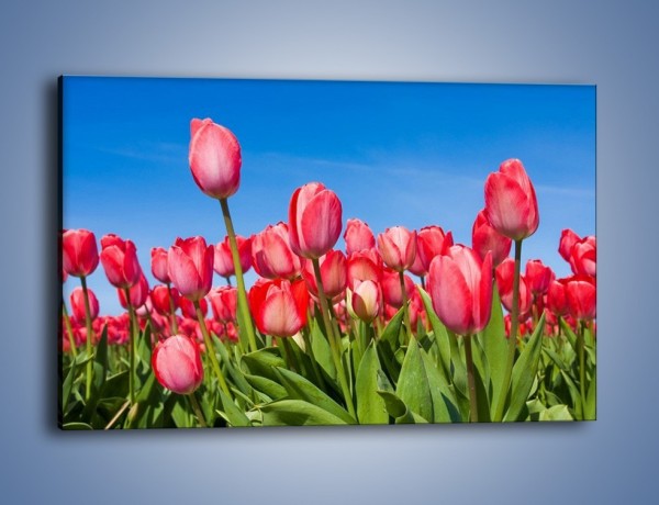 Obraz na płótnie – Tulipany czerwone jak nigdy – jednoczęściowy prostokątny poziomy K345