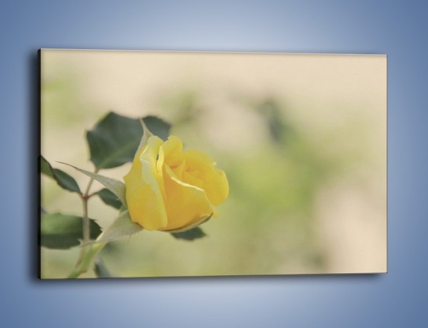 Obraz na płótnie – Cytryna odbita w róży – jednoczęściowy prostokątny poziomy K347