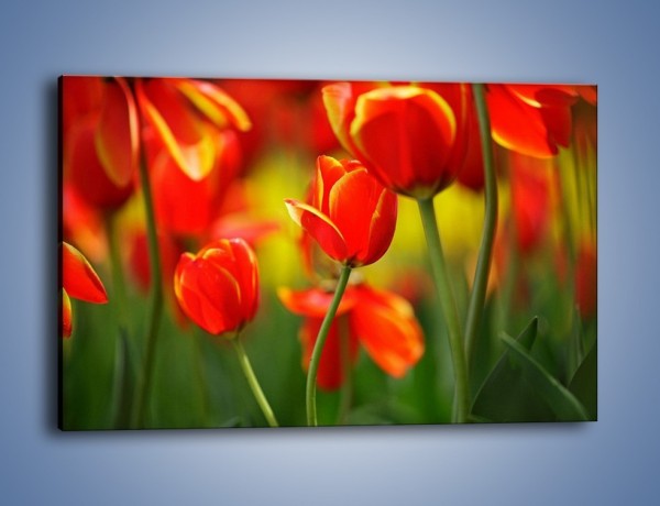 Obraz na płótnie – Wyraźny charakter tulipanów – jednoczęściowy prostokątny poziomy K349