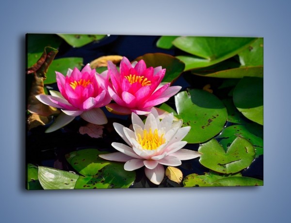 Obraz na płótnie – Pływające kwiaty – jednoczęściowy prostokątny poziomy K392